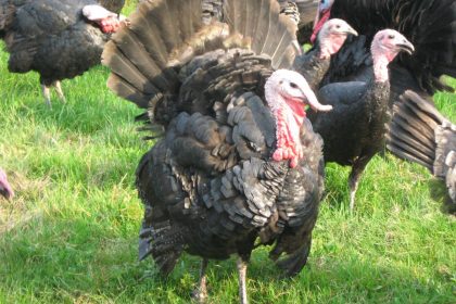 Heritage breed turkeys