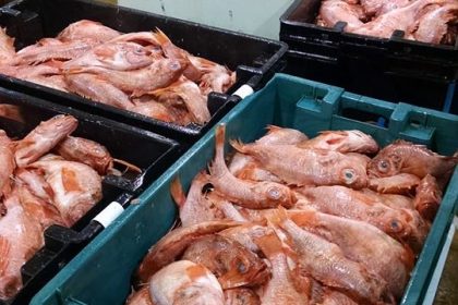 bins of redfish
