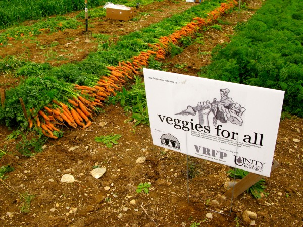 Harvested carrots in the field at Veggies For All