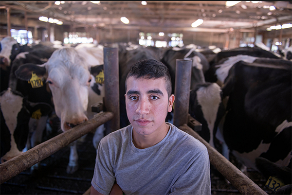 Dairy worker Arnulfo Ramirez. Photo credit: Caleb Kenna, New York Times