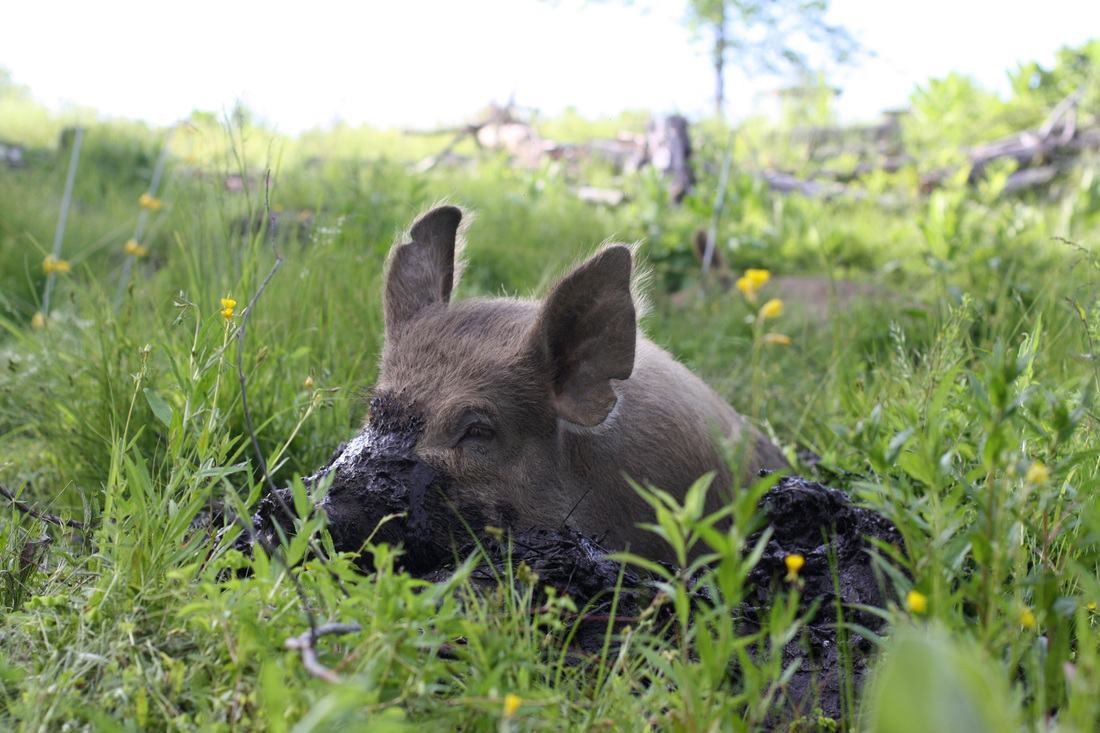 muddy pig in grass