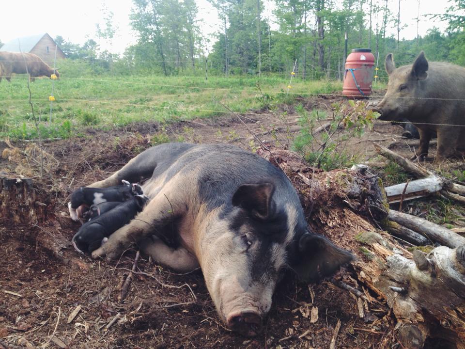 piglets nursing