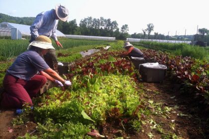 RAFFL (Rutland Area Farm and Food Link) volunteers glean lettuce mix from Dutchess Farm in Castleton – RAFFL’s longest standing gleaning partner. Credit: RAFFL