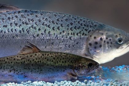 An AquAdvantage salmon behind a non-transgenic Atlantic salmon sibling of the same age. AquaBounty Technologies photo