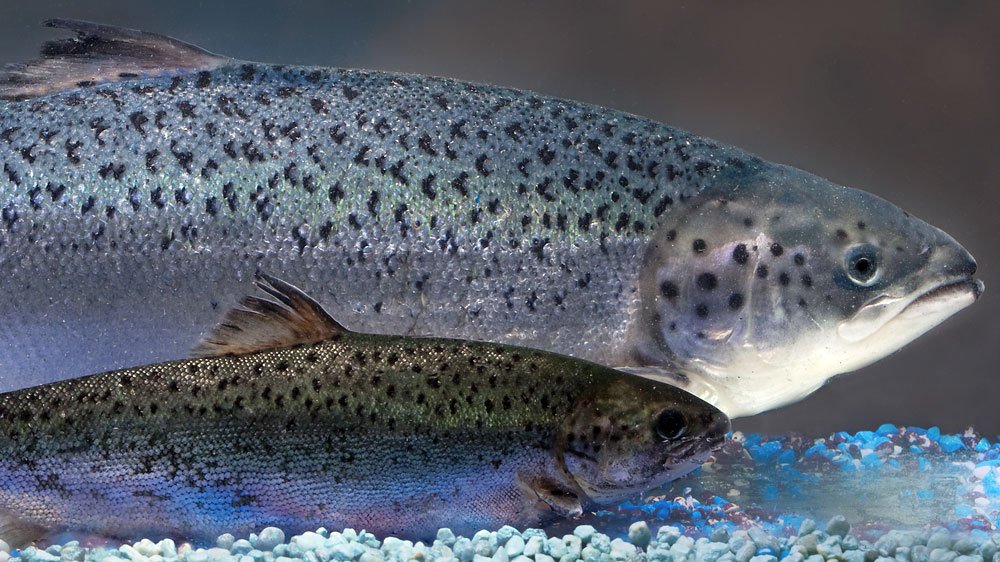 An AquAdvantage salmon behind a non-transgenic Atlantic salmon sibling of the same age. AquaBounty Technologies photo