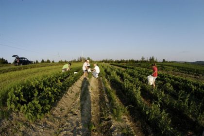 Scouts, their parents and siblings all pitch in to harvest the troop’s three-quarter-acre garden on the John and Cindy Roy potato farm in Fort Kent. Photograph by Julia Bayly for Bangor Daily News.