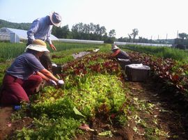 Dutchess Farm Gleaning