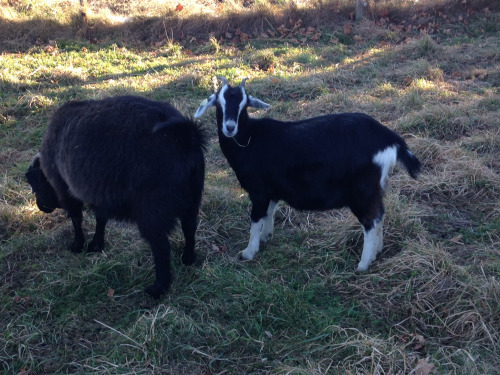 Crossbred kid (right) and full grown mother (left)