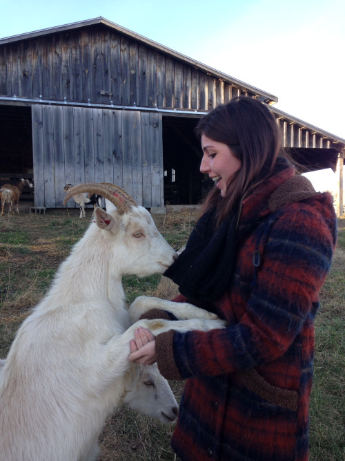 The goats who came from Sterling College were very used to getting lots of attention from students, other goats were more shy.