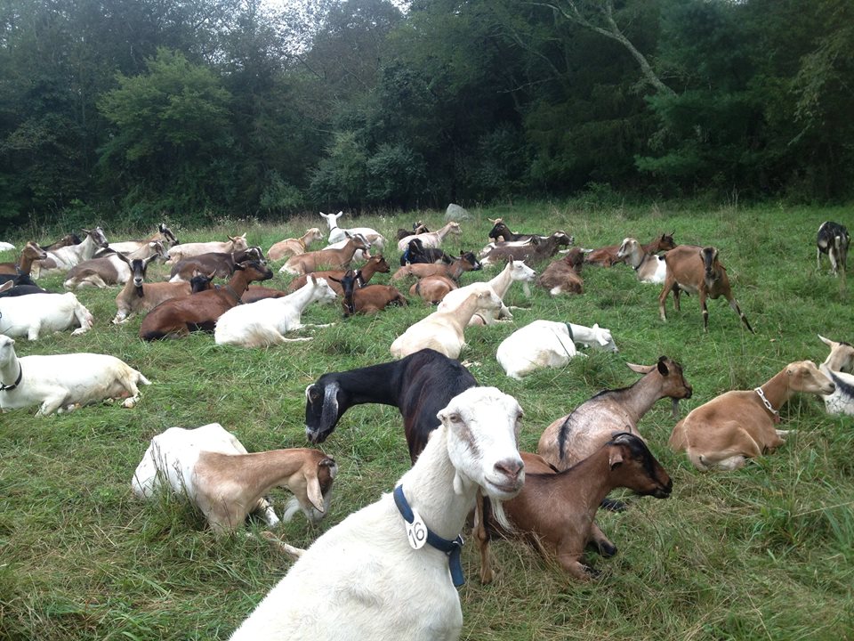 goats in the field