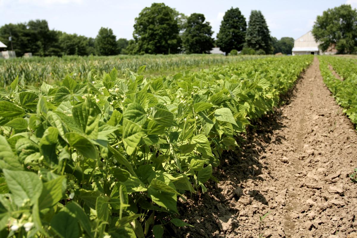 farm field with beans, credit: CISA
