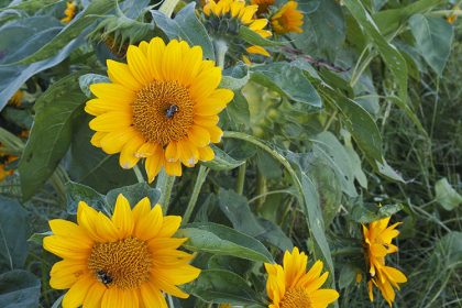 New laws in Connecticut and Maryland are aimed at aimed at curbing the dramatic die off of native bees and other pollinators. Photo: EcoPhotography