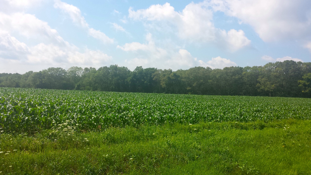 Fields of corn located in Exeter - 1.5 miles from the Wickford Junction Station. Taken by Randall, 2016. 