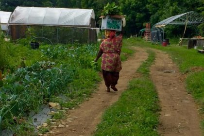 farmer on farm road in front of hoophouses, carrying a box of greens on her head