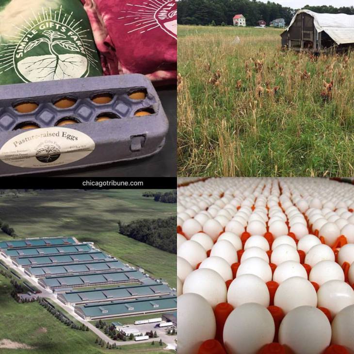 Simple Gifts Farm eggs, hens in the pasture; aerial view of large chicken houses via the Chicago Tribune, eggs in crates (many)