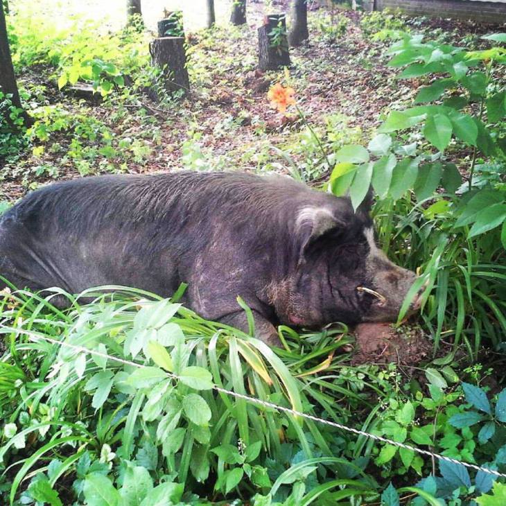 Pig Floyd in the grass