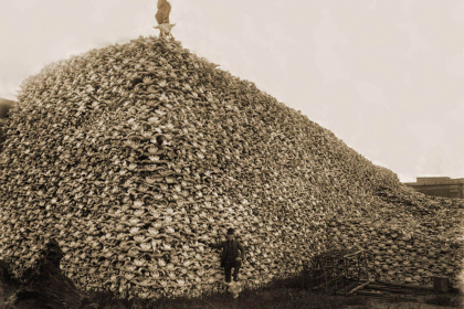 Bison were hunted to extinction to eliminate a crucial food source for Native plains peoples