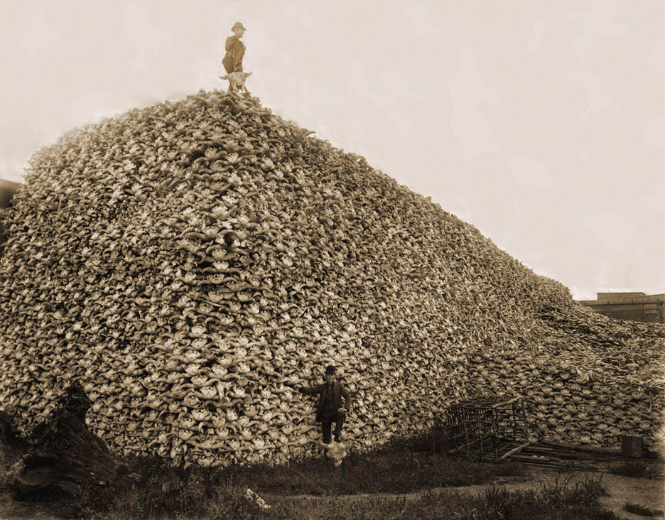 Bison were hunted to extinction to eliminate a crucial food source for Native plains peoples