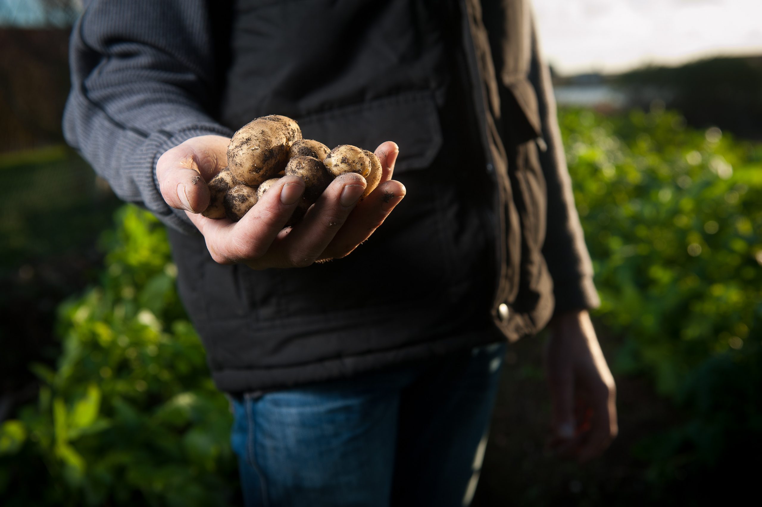 A man holding potatoes captioned “Creating a just, sustainable, and resilient food system for the entire New England region”