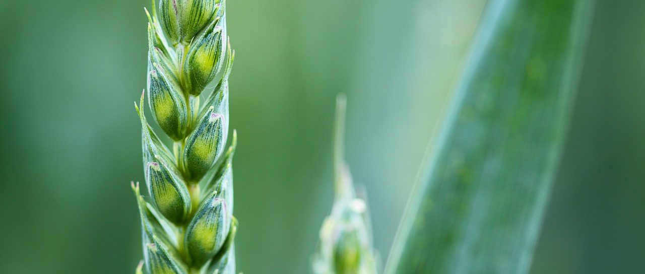 Close-up of a stalk of grain
