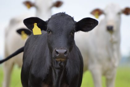 A black cow captioned “Moving from isolated individuals and groups…”