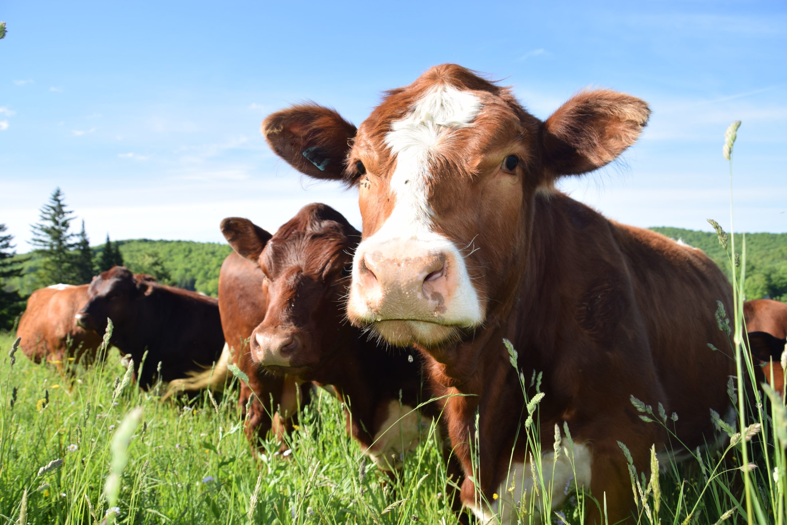 Close-up of cows in a field captioned “Get inspired to leverage our network for food system transformation”
