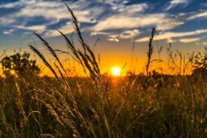 wheat field with sun setting