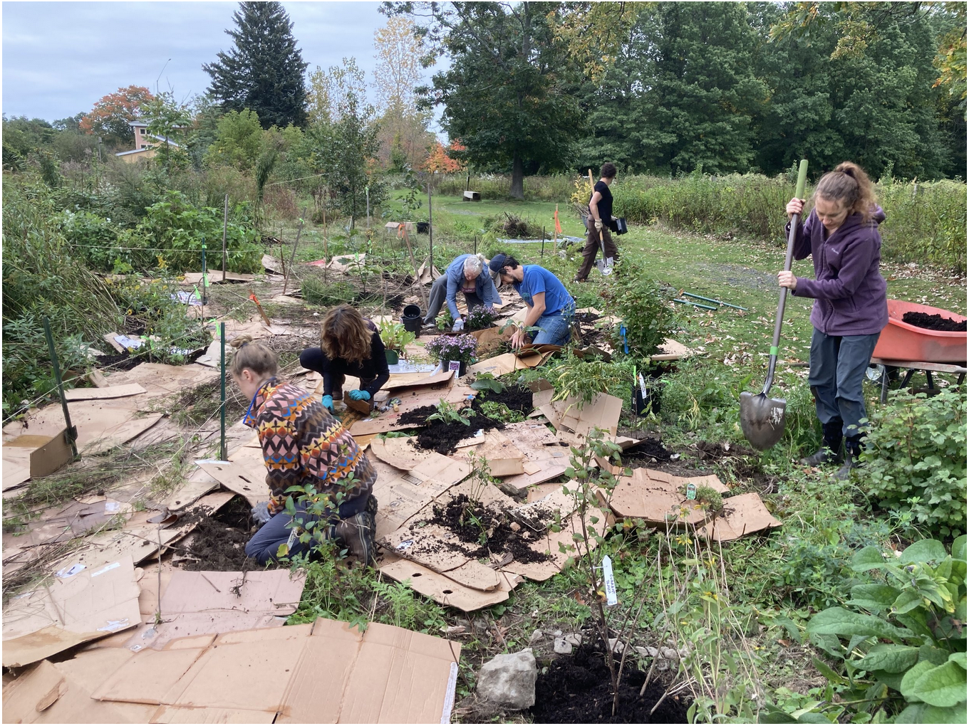 Local stewards collaborate to remediate soil in their food forest using a sheet mulching technique.
