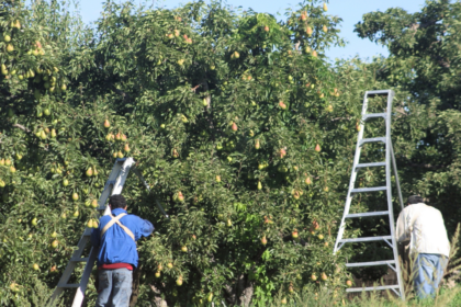 two people with ladders pick fruit from a true