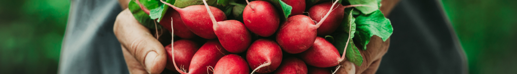 hands holding radishes